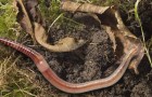 Пестициды портят жизнь червям