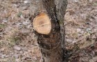 Проведение срезов на деревьях