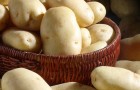 Ученые создают идеальный картофель