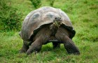 Слоновая черепаха