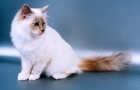 Бирманская кошка (Священная Бирма) (SBI)