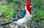 Красногрудый кардинал