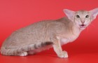Ориентальная короткошерстная кошка (ORI)