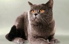 Шартрез (Картезианская кошка) (CHA)