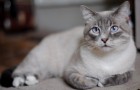 Тайская короткошерстная кошка (ТНА)