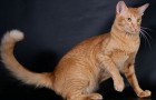 Яванез (Ориентальная длинношерстная кошка) (JAV)