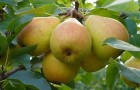 8 июля 2015 года: «разгружаем» завязи у яблонь и груш