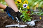 Как использовать смартфон в садоводстве