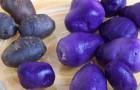 Новый фиолетовый и красный картофель полон антиоксидантов