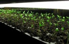 Выращивание рассады баклажанов