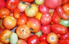 Рекомендуемые сорта томатов