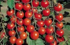 Черри томаты. Известные сорта и их агротехника?