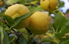 Интродуцированный сорт лимона