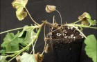 Как защитить комнатные растения от корневой гнили?