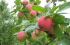 Какие осенние сорта яблони можно выращивать Подмосковье?