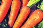 Мозаика моркови