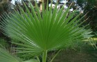 Почему пальму назвали «вашингтония»?
