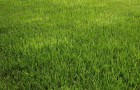 Сеянный газон