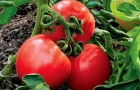 В какие сроки и какими удобрениями нужно подкармливают томаты?