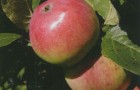 Сорт яблони: Анис алый (Анис бархатный, Анис сафьянный, Анис красный)