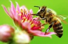 Сокращение мировой популяции пчел - угроза для растений