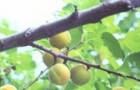 Сорт абрикоса: Челябинский ранний