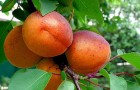 Сорт абрикоса: Краснощёкий