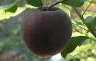 Сорт абрикоса: Кубанский черный