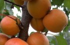 Сорт абрикоса: Орлик Ставрополья