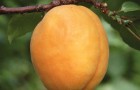 Сорт абрикоса: Сибиряк Байкалова