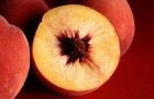 Сорт персика: Пушистый ранний