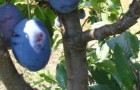 Сорт сливы домашней: Синяя птица