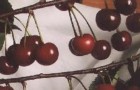 Сорт вишни обыкновенной: Казачка
