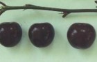 Сорт вишни обыкновенной: Ливенская