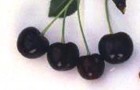 Сорт вишни обыкновенной: Лозновская