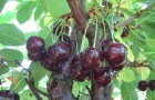 Сорт вишни обыкновенной: Мелодия