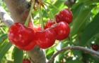 Сорт вишни обыкновенной: Окский рубин
