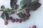 Сорт вишни обыкновенной: Память Сахарова