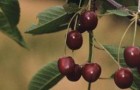 Сорт вишни обыкновенной: Превосходная Колесниковой