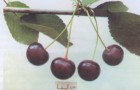 Сорт вишни обыкновенной: Радонеж