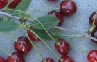 Сорт вишни обыкновенной: Русинка