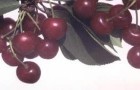Сорт вишни обыкновенной: Шалунья