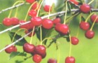 Сорт вишни обыкновенной: Уральская рябиновая