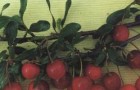 Сорт вишни степной: Курчатовская