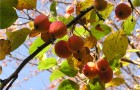 Сорт яблони: Алтайское пурпуровое