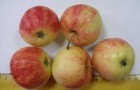 Сорт яблони: Анис розово-полосатый