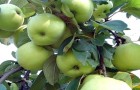 Сорт яблони: Антоновка обыкновенная
