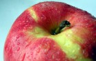 Сорт яблони: Августа