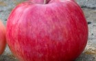Сорт яблони: Беркутовское