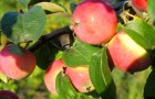 Сорт яблони: Бежин луг